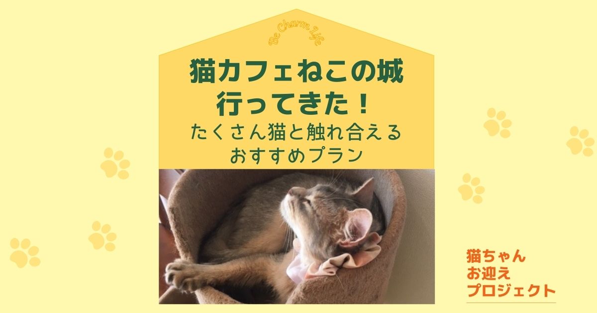 猫カフェねこの城（名古屋市熱田区）行ってきた！たくさん猫と触れ合えるプランとは？